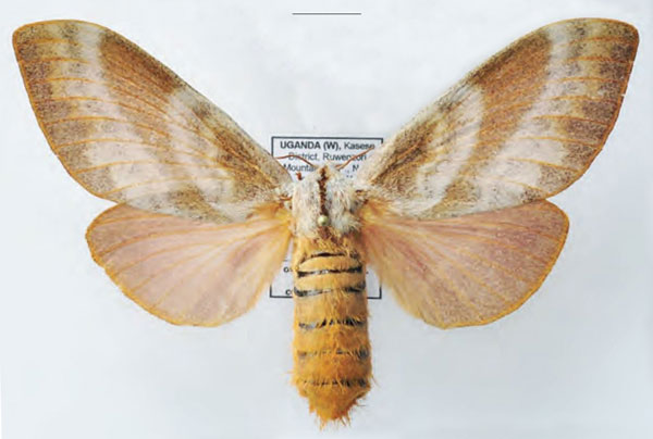 /filer/webapps/moths/media/images/T/trilineata_Pachytrina_AF_Ihle_01.jpg