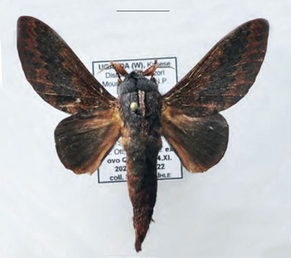 /filer/webapps/moths/media/images/T/trilineata_Pachytrina_AM_Ihle_01.jpg