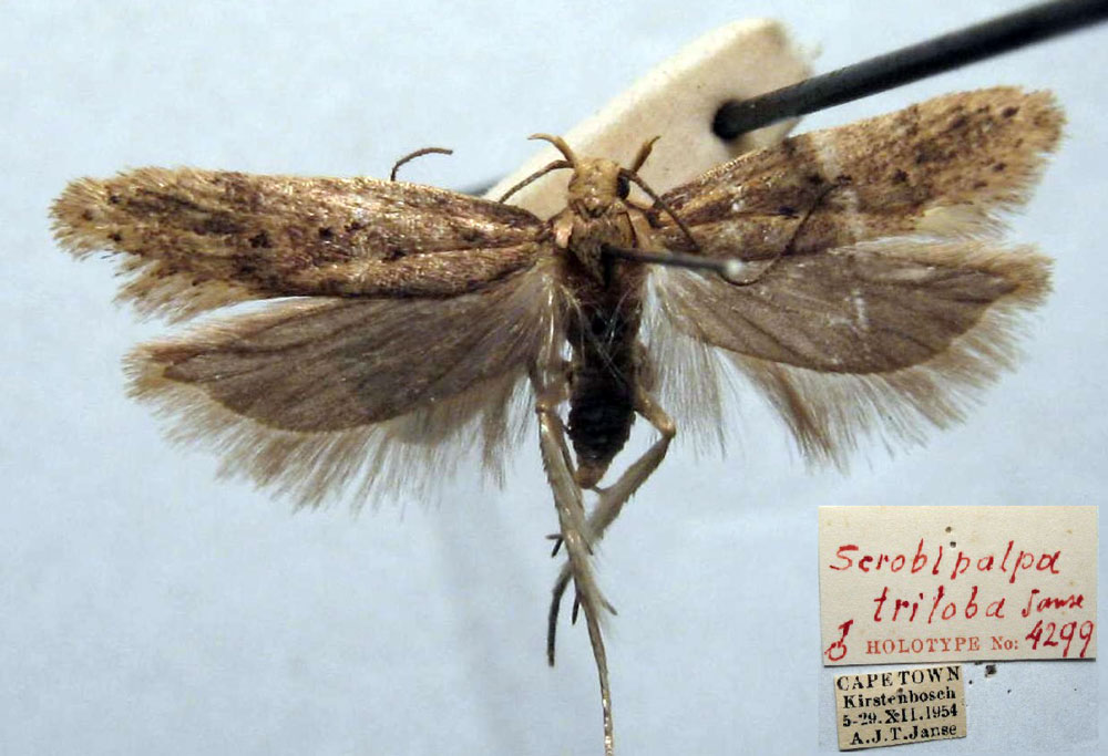 /filer/webapps/moths/media/images/T/triloba_Scrobipalpa_HT_TMSA.jpg