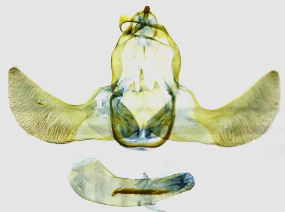 /filer/webapps/moths/media/images/T/triloba_Torodora_GMHT_RMCA.jpg