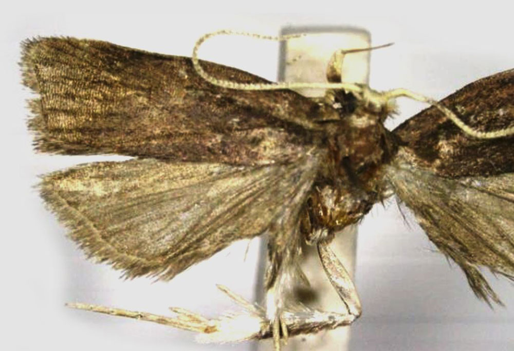 /filer/webapps/moths/media/images/T/triloba_Torodora_HT_RMCA.jpg