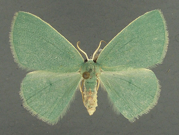 /filer/webapps/moths/media/images/T/trilobata_Omphax_AF_TMSA.jpg