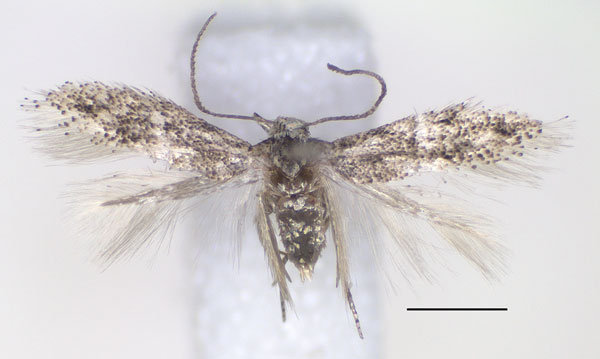 /filer/webapps/moths/media/images/T/trilobata_Urodeta_PT_RMCA.jpg