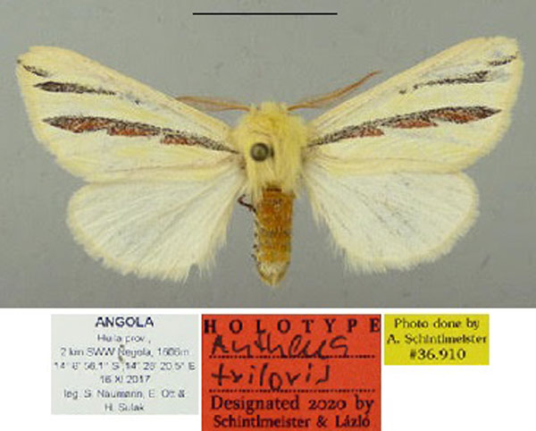 /filer/webapps/moths/media/images/T/triloris_Antheua_HT_Schintlmeister.jpg
