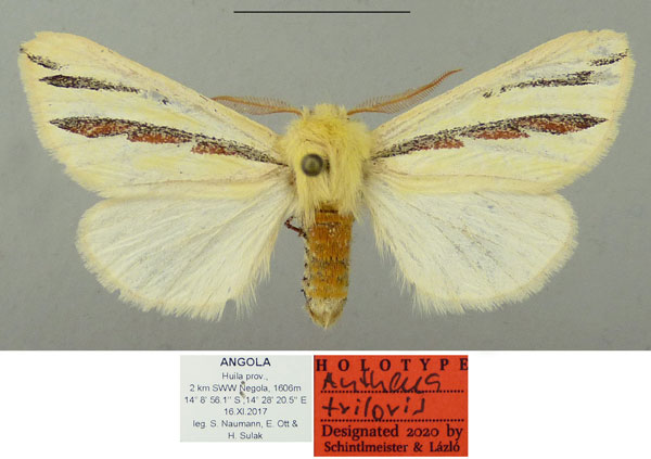 /filer/webapps/moths/media/images/T/triloris_Antheua_HT_Schintlmeister_BzN5afl.jpg
