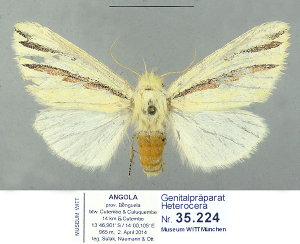/filer/webapps/moths/media/images/T/triloris_Antheua_PTF_Schintlmeister_01_OV73ut3.jpg
