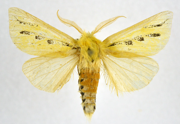 /filer/webapps/moths/media/images/T/trimacula_Antheua_AM_NHMO.jpg