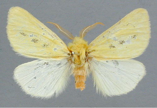 /filer/webapps/moths/media/images/T/trimacula_Antheua_HT_RMCA.jpg