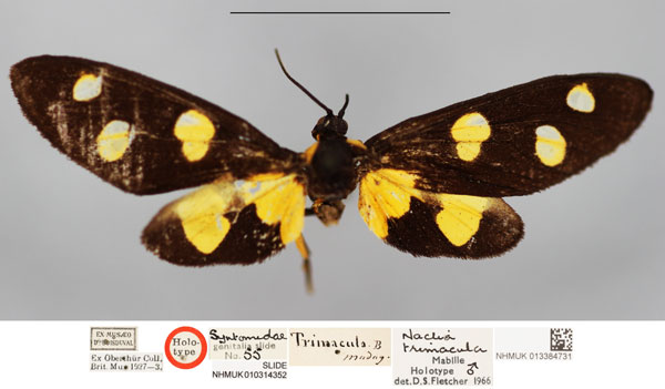 /filer/webapps/moths/media/images/T/trimacula_Naclia_HT_NHMUKa.jpg
