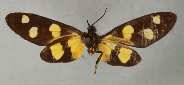 /filer/webapps/moths/media/images/T/trimacula_Naclia_HT_NHMUKb.jpg
