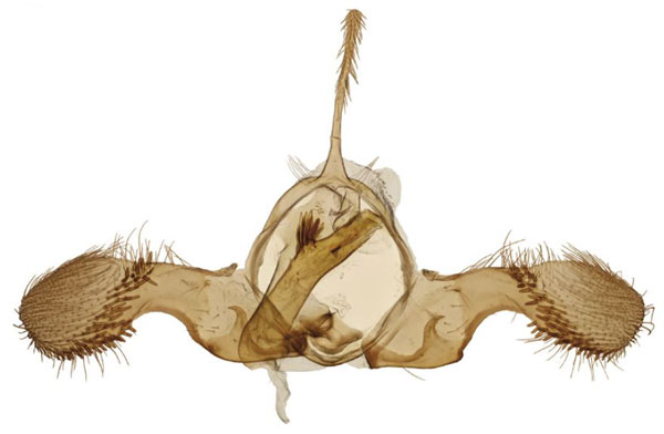/filer/webapps/moths/media/images/T/trimaculana_Ubawamzuri_GMHT_Larsen_202403.jpg