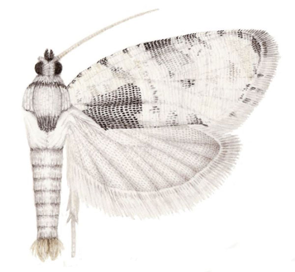 /filer/webapps/moths/media/images/T/trimaculana_Ubawamzuri_HT_NHMO.jpg