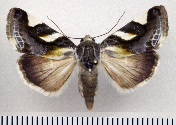 /filer/webapps/moths/media/images/T/trimaculata_Acontia_AF_Fiebig.jpg