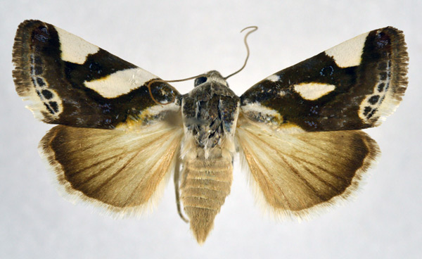 /filer/webapps/moths/media/images/T/trimaculata_Acontia_AF_NHMO.jpg