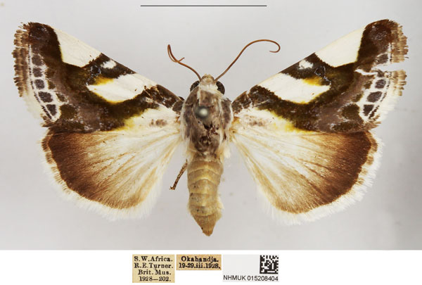 /filer/webapps/moths/media/images/T/trimaculata_Acontia_AF_NHMUK.jpg