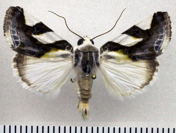 /filer/webapps/moths/media/images/T/trimaculata_Acontia_AM_Fiebig.jpg