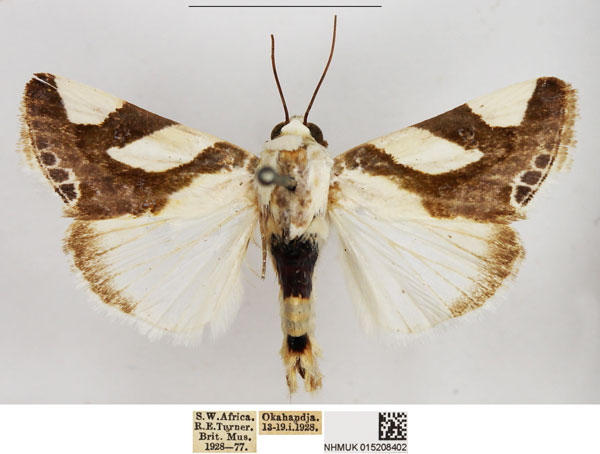 /filer/webapps/moths/media/images/T/trimaculata_Acontia_AM_NHMUK.jpg