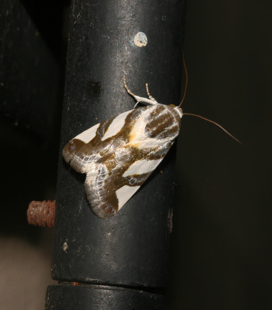 /filer/webapps/moths/media/images/T/trimaculata_Acontia_A_Roland_01.jpeg