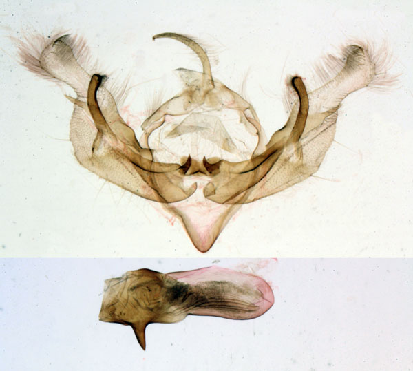 /filer/webapps/moths/media/images/T/trimaculata_Euxootera_HTGM_MNHN.jpg