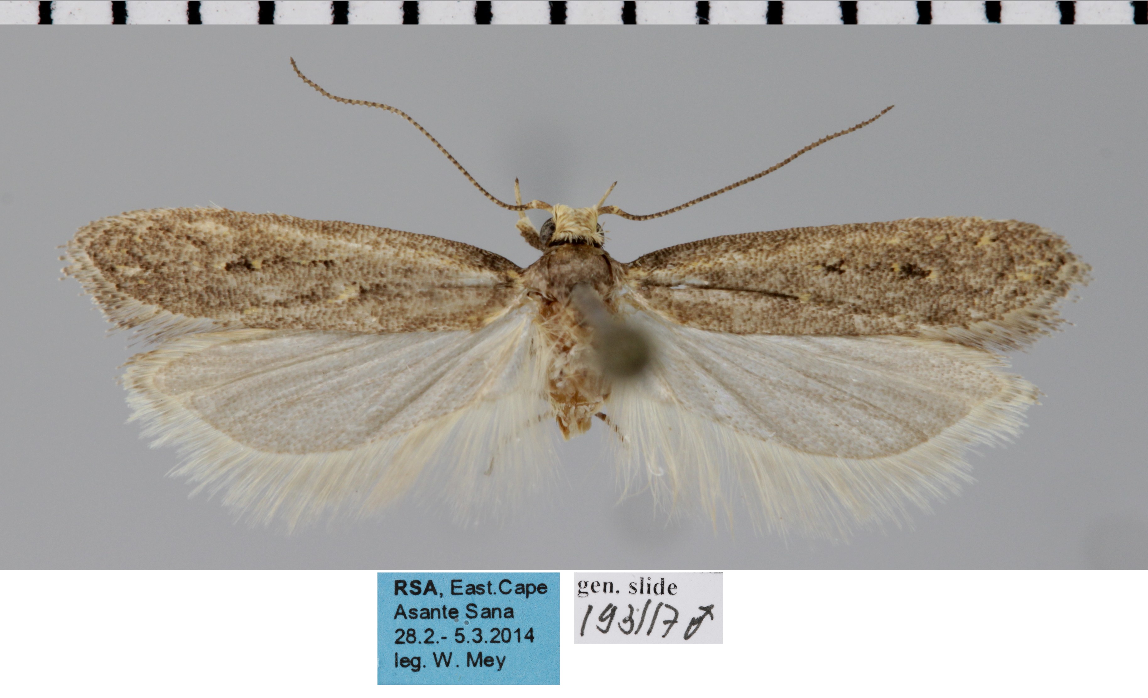 /filer/webapps/moths/media/images/T/trimaculata_Nothris_AM_MfN.jpg