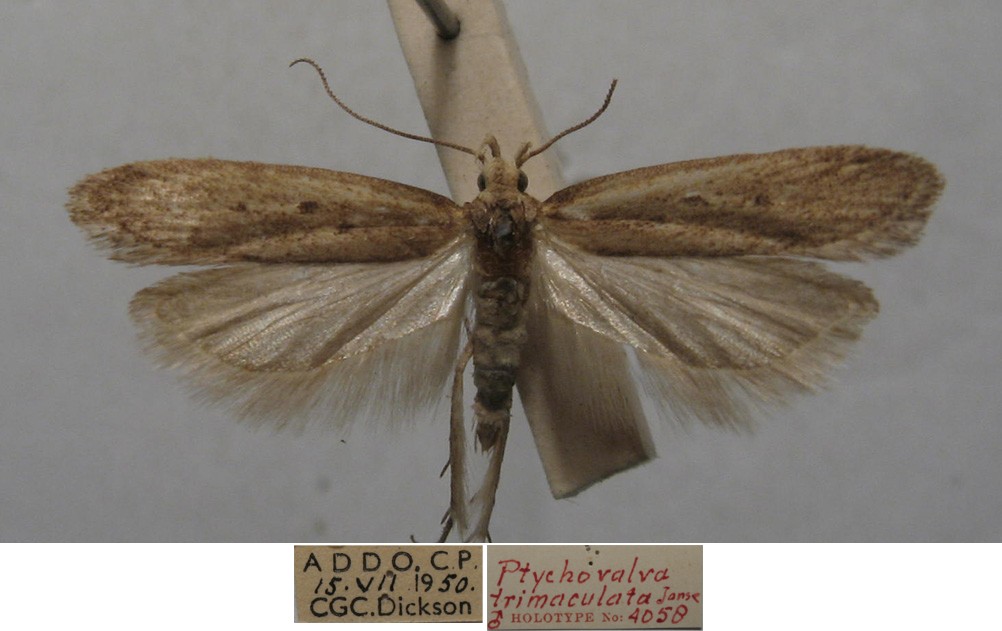 /filer/webapps/moths/media/images/T/trimaculata_Ptychovalva_MHT_TMSA.jpg