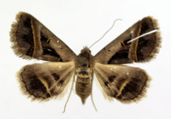 /filer/webapps/moths/media/images/T/trimeni_Acantholipes_AF_ISEA.jpg