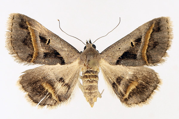 /filer/webapps/moths/media/images/T/trimeni_Acantholipes_AF_TMSA_02.jpg