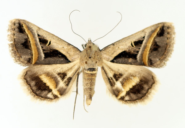 /filer/webapps/moths/media/images/T/trimeni_Acantholipes_AM_TMSA_01.jpg