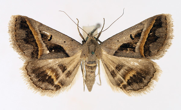 /filer/webapps/moths/media/images/T/trimeni_Acantholipes_AM_TMSA_02.jpg