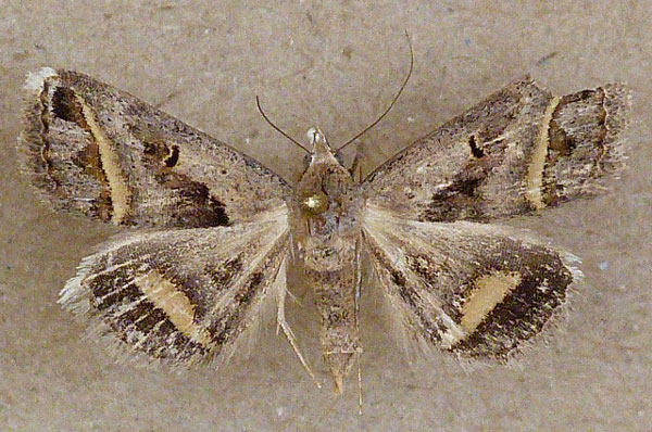 /filer/webapps/moths/media/images/T/trimeni_Acantholipes_A_Butler.jpg