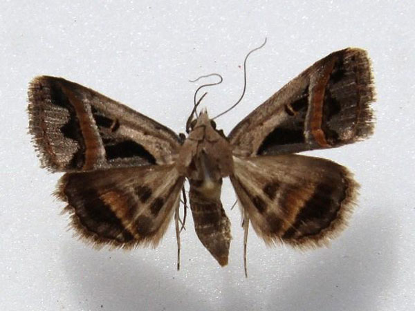 /filer/webapps/moths/media/images/T/trimeni_Acantholipes_A_Goff_02.jpg