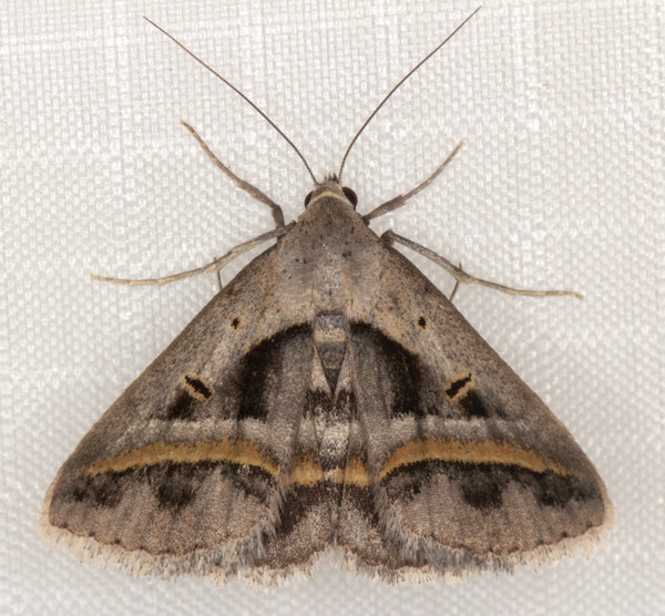 /filer/webapps/moths/media/images/T/trimeni_Acantholipes_A_Heyns_01.jpg