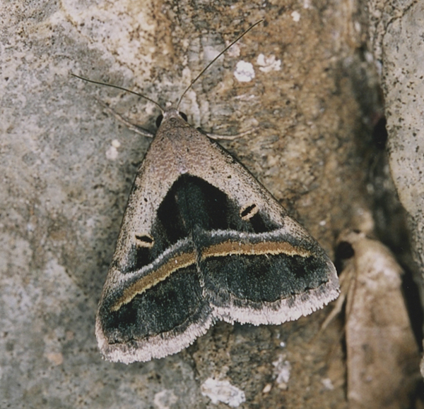 /filer/webapps/moths/media/images/T/trimeni_Acantholipes_A_Roland_01.jpg