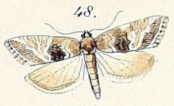 /filer/webapps/moths/media/images/T/trimeni_Cochylis_ST1_Felder_1875_137-48.jpg