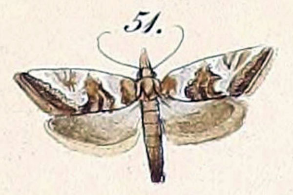 /filer/webapps/moths/media/images/T/trimeni_Cochylis_ST2_Felder_1875_137-51.jpg