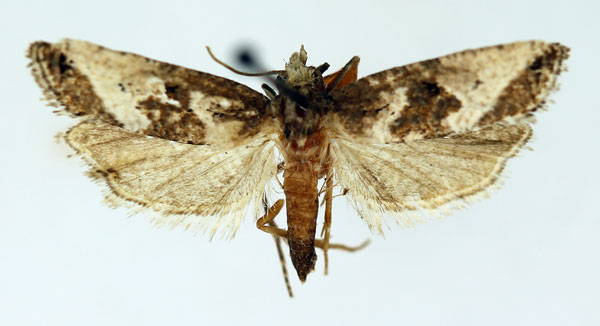 /filer/webapps/moths/media/images/T/trimeni_Eugnosta_AF_ISEA.jpg