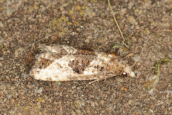 /filer/webapps/moths/media/images/T/trimeni_Eugnosta_A_Heyns_01.JPG