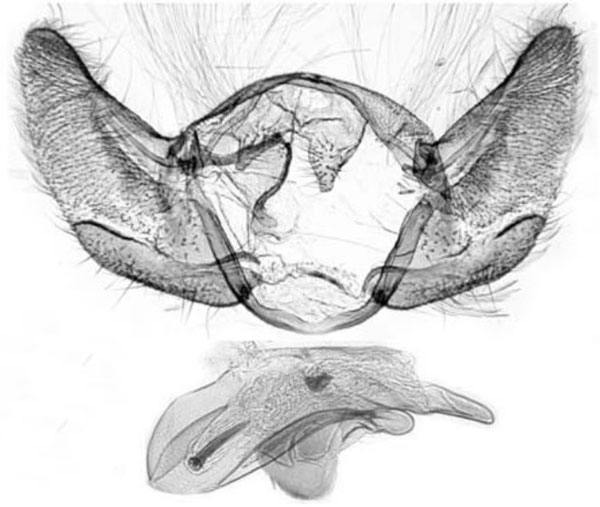 /filer/webapps/moths/media/images/T/trimeni_Eugnosta_GM_Trematerra.jpg