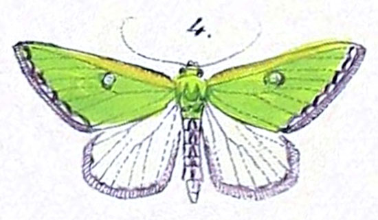 /filer/webapps/moths/media/images/T/trimeni_Omphax_HT_Felder_1875_127-4.jpg