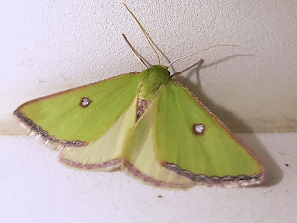/filer/webapps/moths/media/images/T/trimeni_Rhadinomphax_AM_Lallea.jpg
