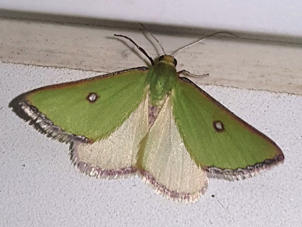 /filer/webapps/moths/media/images/T/trimeni_Rhadinomphax_AM_Lalleb.jpg