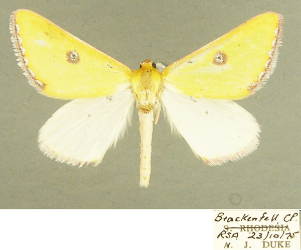 /filer/webapps/moths/media/images/T/trimeni_Rhadinomphax_AM_ZSM.jpg