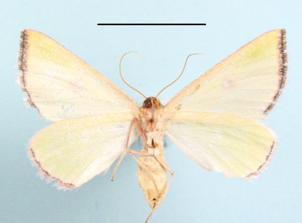 /filer/webapps/moths/media/images/T/trimeni_Rhadinomphax_A_MGCLb_01.JPG