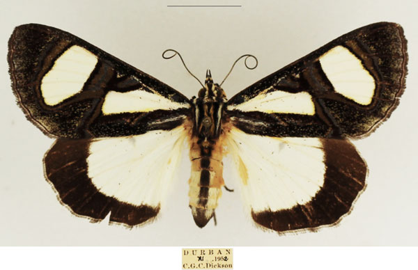 /filer/webapps/moths/media/images/T/trimenii_Agoma_AF_TMSA_04.jpg
