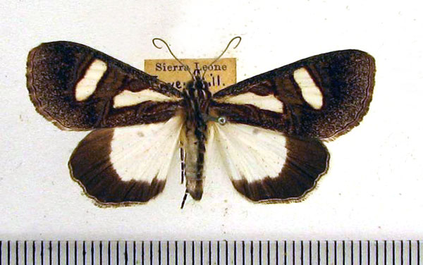 /filer/webapps/moths/media/images/T/trimenii_Agoma_A_HDOU_01.jpg