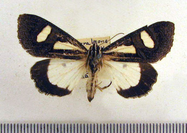 /filer/webapps/moths/media/images/T/trimenii_Agoma_A_HDOU_02.jpg