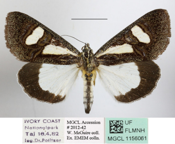 /filer/webapps/moths/media/images/T/trimenii_Agoma_A_MGCLa_01.JPG