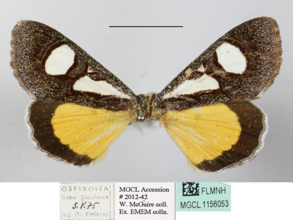 /filer/webapps/moths/media/images/T/trimenii_Agoma_A_MGCLa_02.JPG