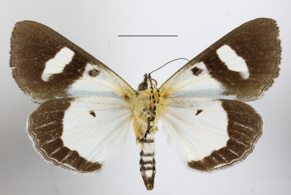 /filer/webapps/moths/media/images/T/trimenii_Agoma_A_MGCLb_01.JPG