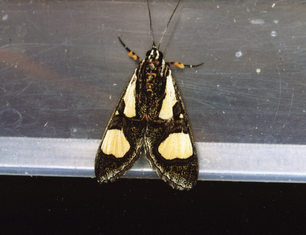 /filer/webapps/moths/media/images/T/trimenii_Agoma_A_Roland_06_2.jpg